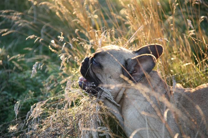 Fransk bulldog    Hakonis Christian Dior - mmhh..noget at tygge på :) billede 12