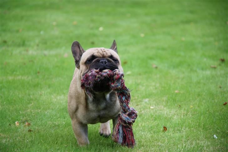 Fransk bulldog    Hakonis Christian Dior billede 13