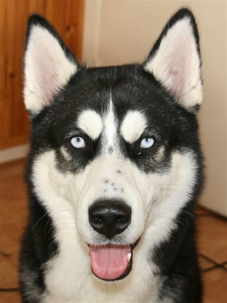 Siberian husky Enzo billede 6