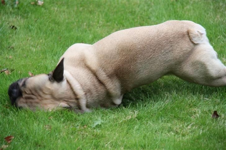 Fransk bulldog    Hakonis Christian Dior - Der var da lige noget lækkert at rulle sig i! billede 14