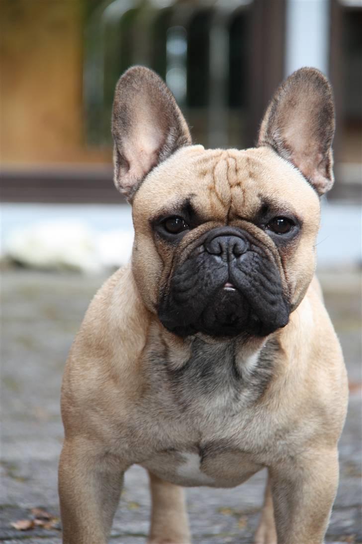 Fransk bulldog    Hakonis Christian Dior billede 15