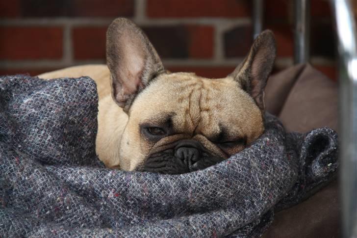 Fransk bulldog    Hakonis Christian Dior - Lad mig nu være...! billede 16