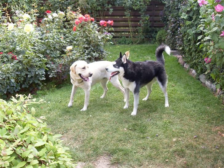 Siberian husky Enzo billede 7