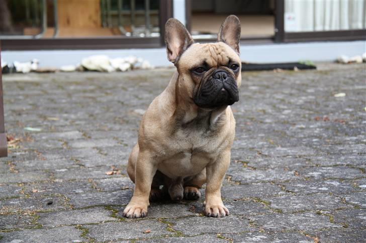 Fransk bulldog    Hakonis Christian Dior - Spejder... billede 17