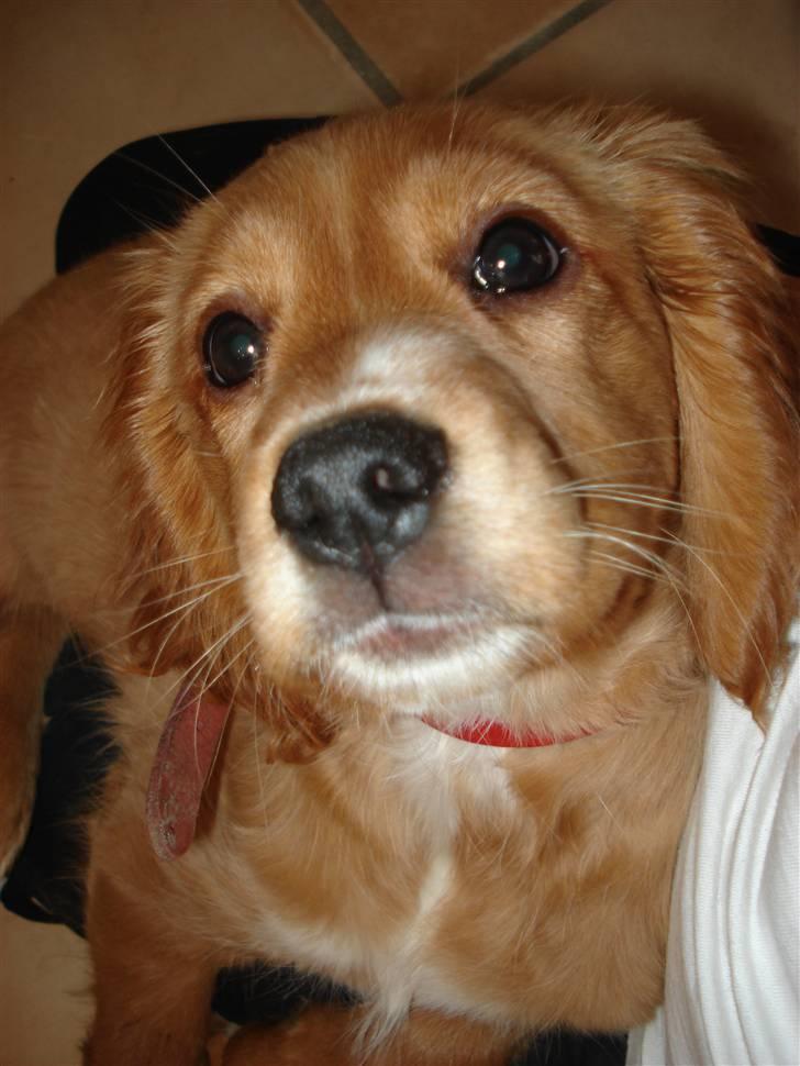 Blanding af racer Ciara - Tak fordi kiggede på min profil! (: billede 13