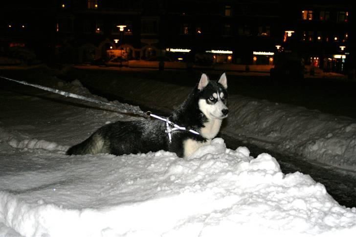 Siberian husky Enzo billede 8