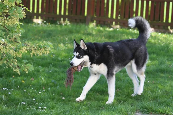 Siberian husky Enzo billede 9