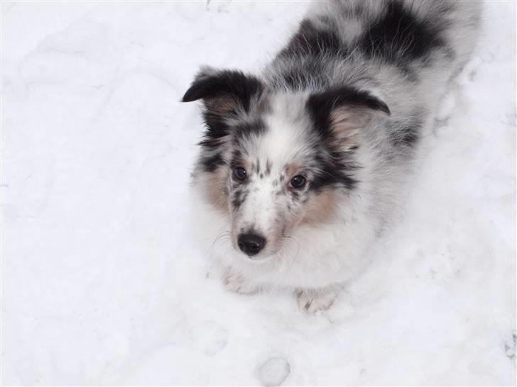 Shetland sheepdog Shenaja Blue Star On The Sky - Chicha <3 - Chicha i sneen :) billede 6
