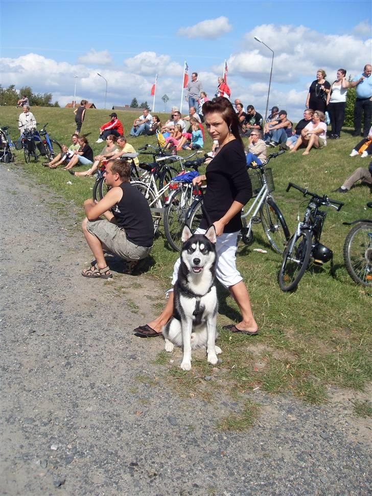Siberian husky Enzo billede 10
