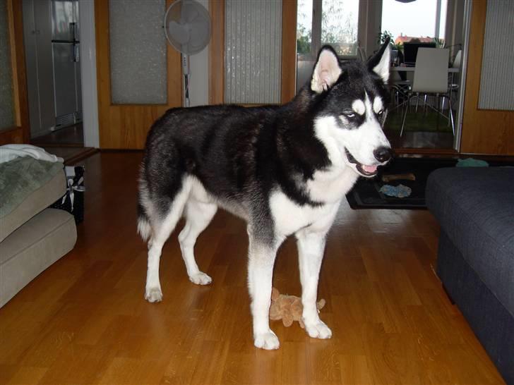 Siberian husky Enzo billede 11