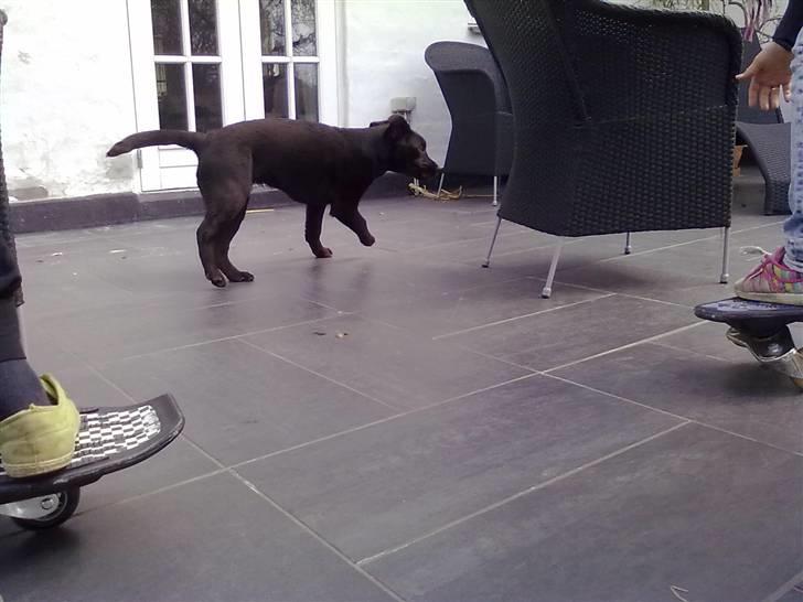 Labrador retriever Coco billede 5