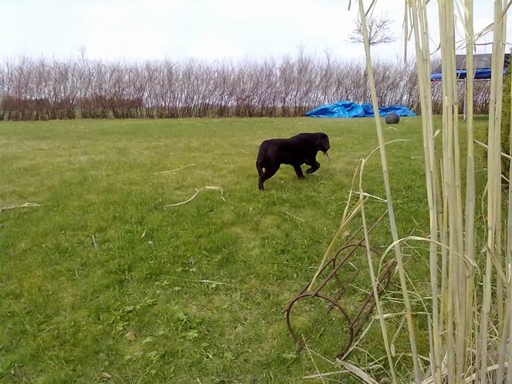 Labrador retriever Coco - Jeg smutter billede 9