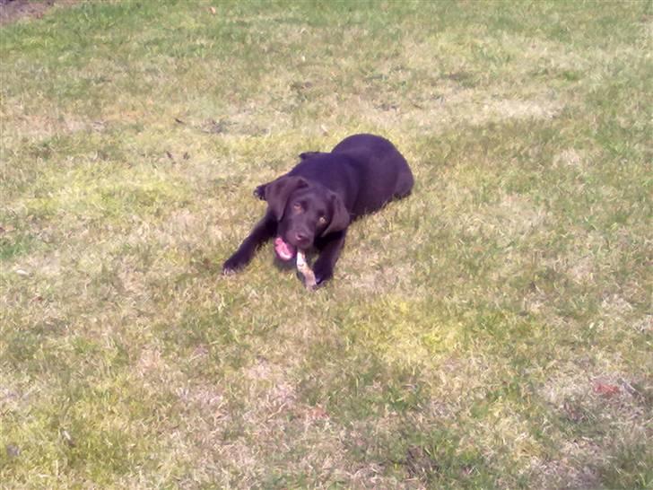 Labrador retriever Coco - Mmmmm lækkert billede 10