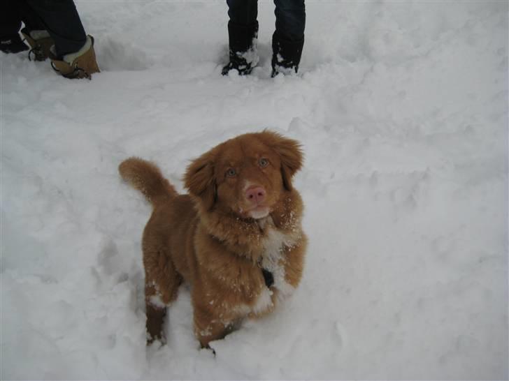 Nova scotia duck tolling retriever Max billede 1