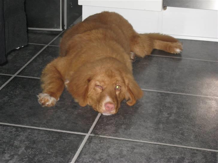 Nova scotia duck tolling retriever Max billede 2