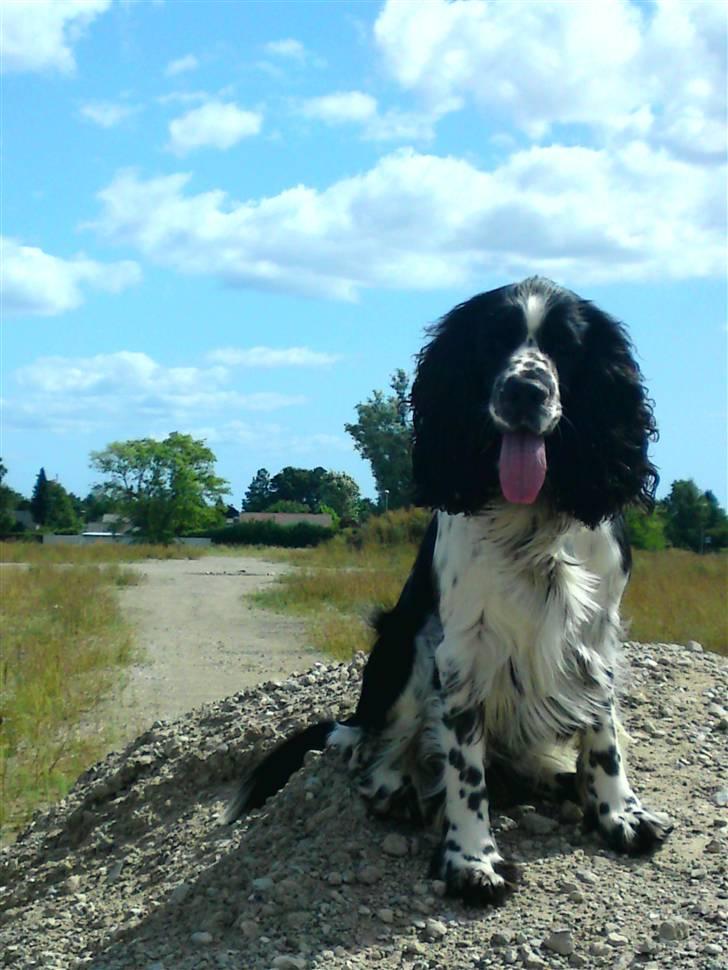 Engelsk springer spaniel Marlo - Det er svært at se, men han sidder faktisk på en bunke jord, der står på en gammel byggeplads :D billede 1