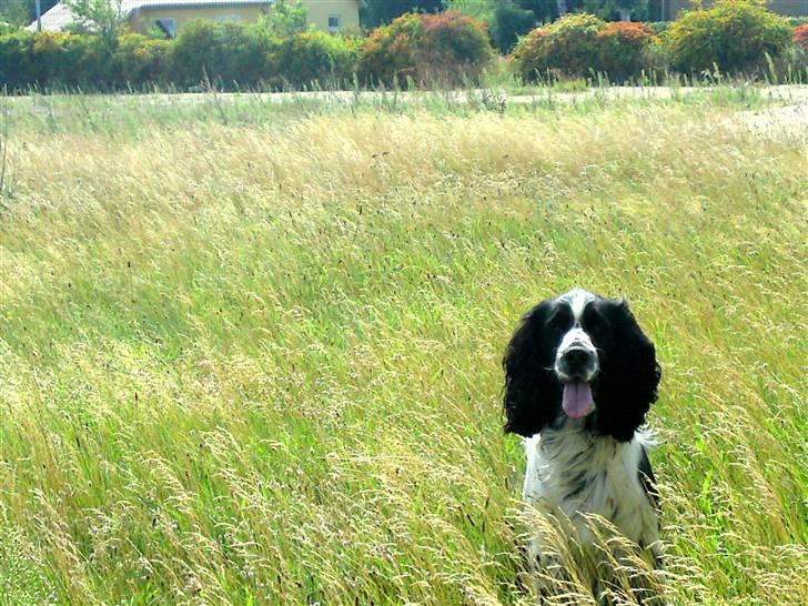 Engelsk springer spaniel Marlo - Super smuk sommer hund! billede 2