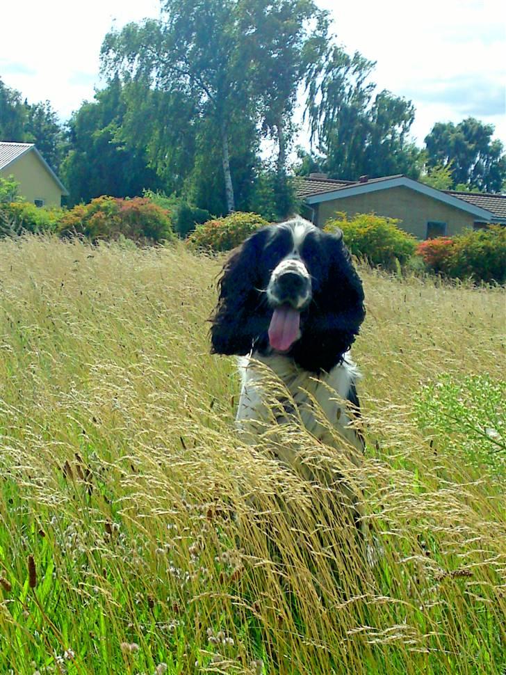 Engelsk springer spaniel Marlo - super smuk sommer hund - close up :D billede 3