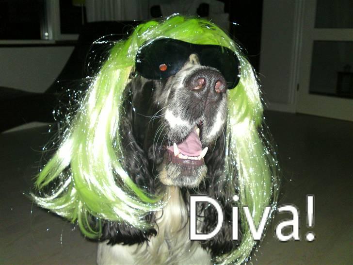 Engelsk springer spaniel Marlo - Ja, han har også sine diva anfald ;D billede 4