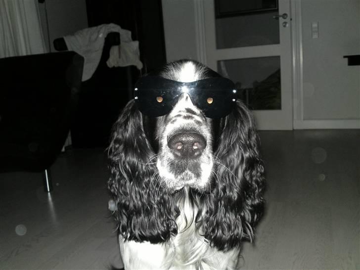 Engelsk springer spaniel Marlo - For de her solbriller mig til at se tyk ud??!! billede 5