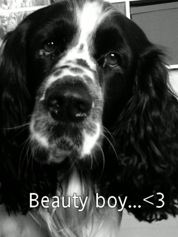 Engelsk springer spaniel Marlo - Beauty boy or what?! billede 6