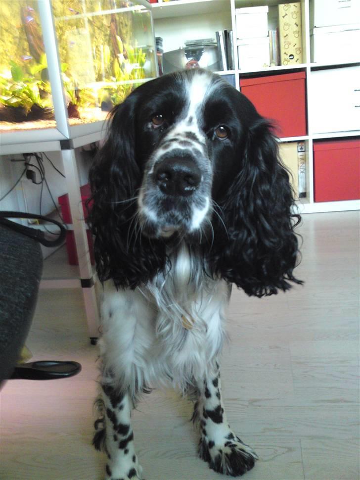 Engelsk springer spaniel Marlo - Skal vi ikk gå en tur mor?? billede 7