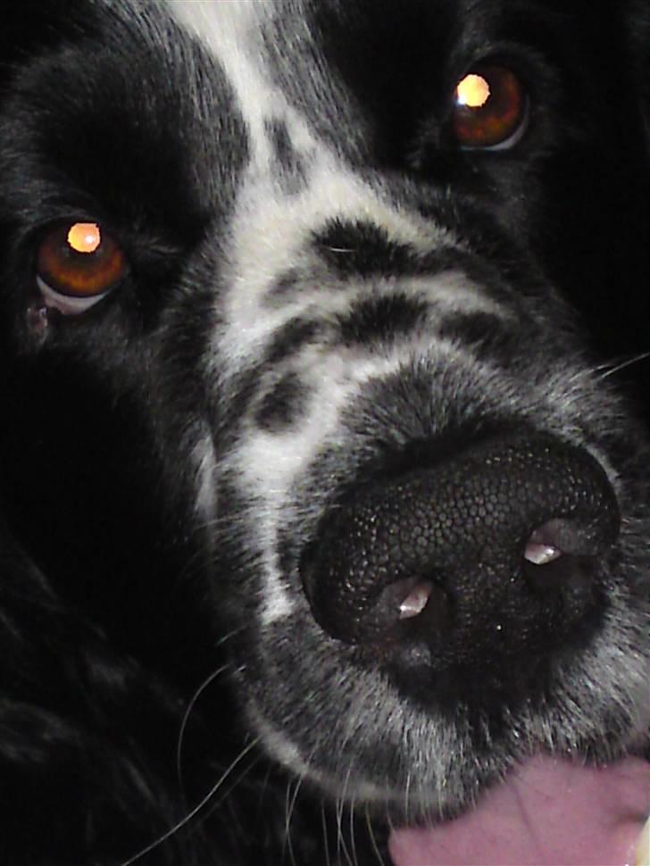 Engelsk springer spaniel Marlo - Smukke øjne... <3 billede 8