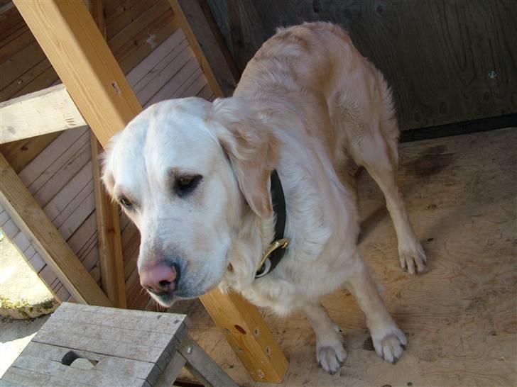 Blanding af racer Mille RIP 11/4-16 billede 2