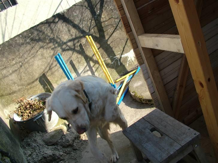 Blanding af racer Mille RIP 11/4-16 billede 3