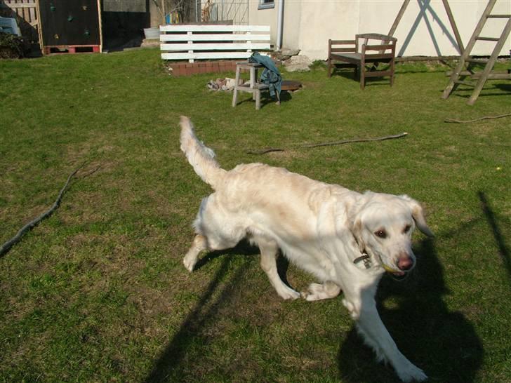 Blanding af racer Mille RIP 11/4-16 billede 4