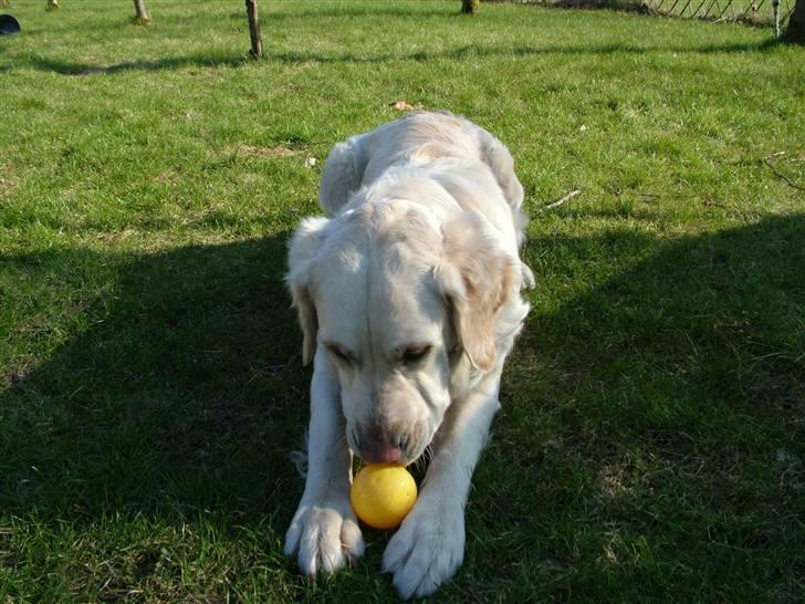 Blanding af racer Mille RIP 11/4-16 billede 5