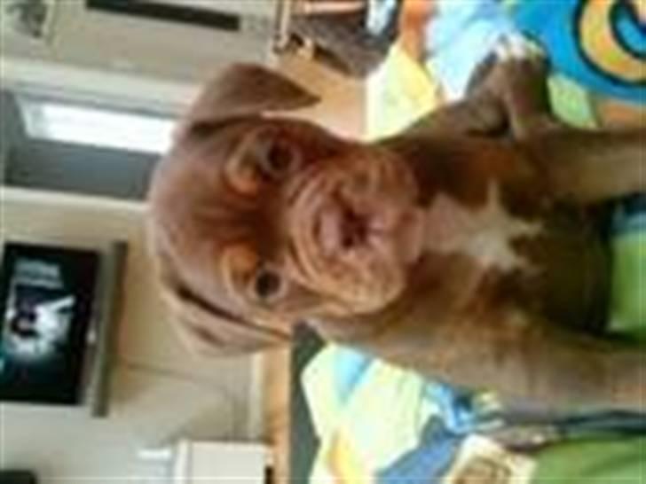 Renascence Bulldogge Bullseye´s Alex billede 1