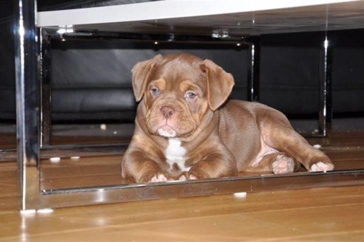 Renascence Bulldogge Bullseye´s Alex billede 2