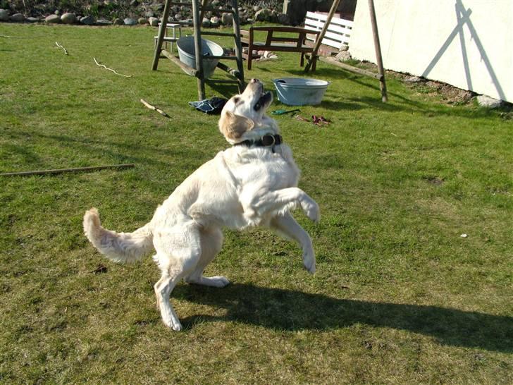 Blanding af racer Mille RIP 11/4-16 billede 6