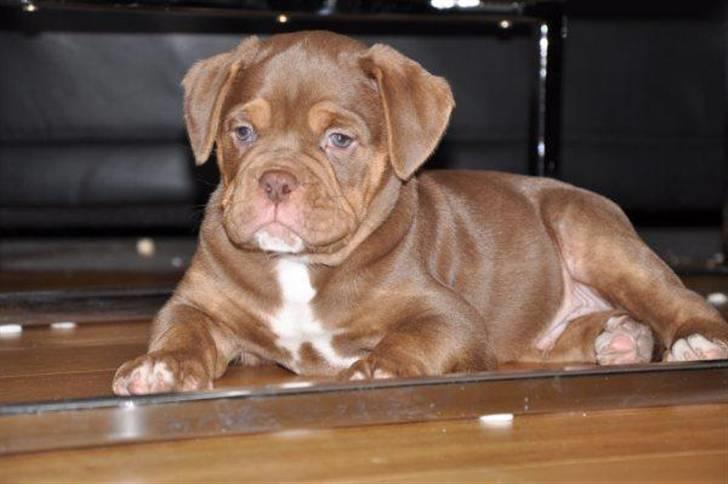 Renascence Bulldogge Bullseye´s Alex billede 3