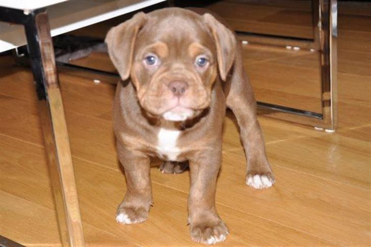 Renascence Bulldogge Bullseye´s Alex billede 4