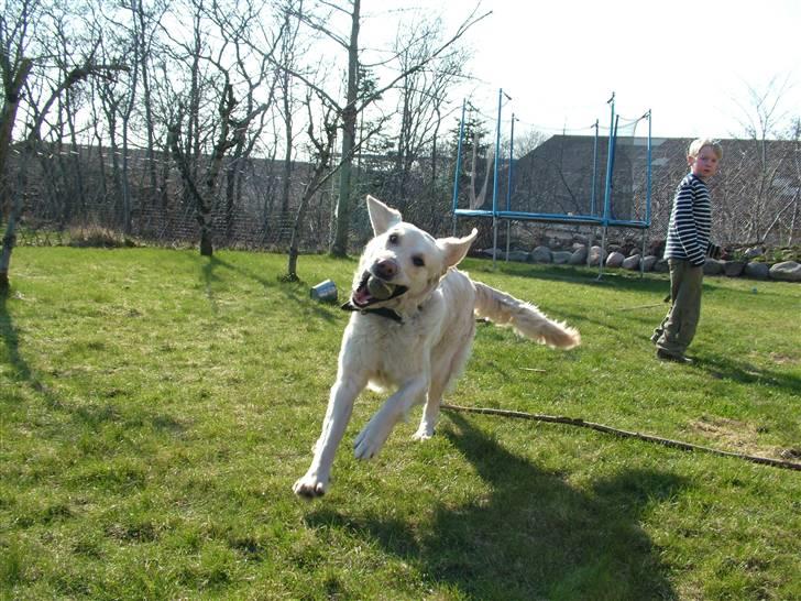 Blanding af racer Mille RIP 11/4-16 billede 8