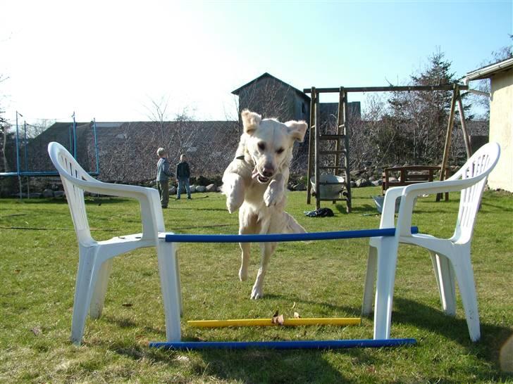 Blanding af racer Mille RIP 11/4-16 billede 11