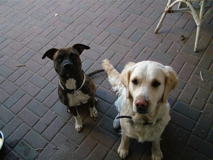 Blanding af racer Mille RIP 11/4-16 billede 14