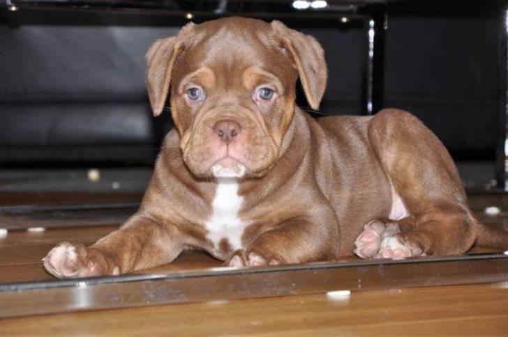 Renascence Bulldogge Bullseye´s Alex billede 5