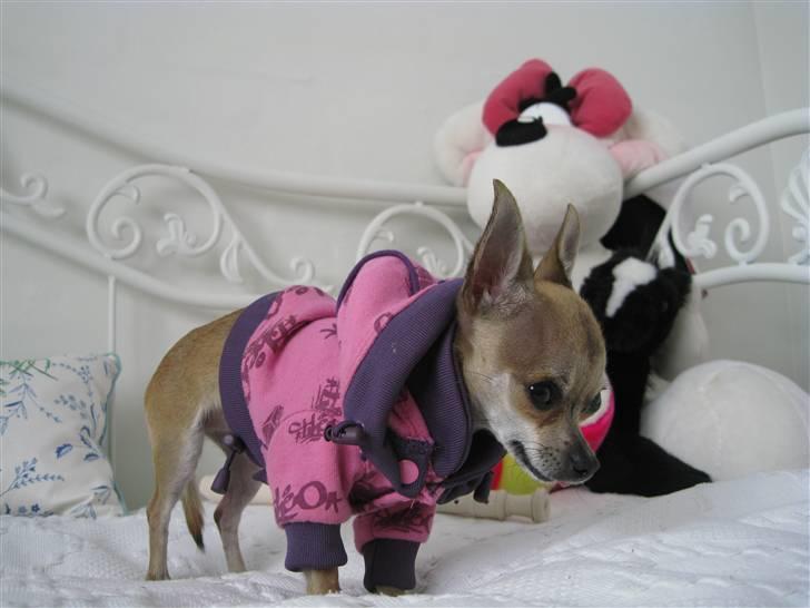 Chihuahua Chicka billede 11