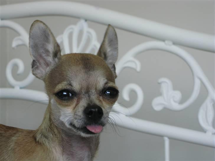 Chihuahua Chicka billede 12
