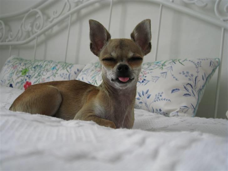 Chihuahua Chicka billede 13
