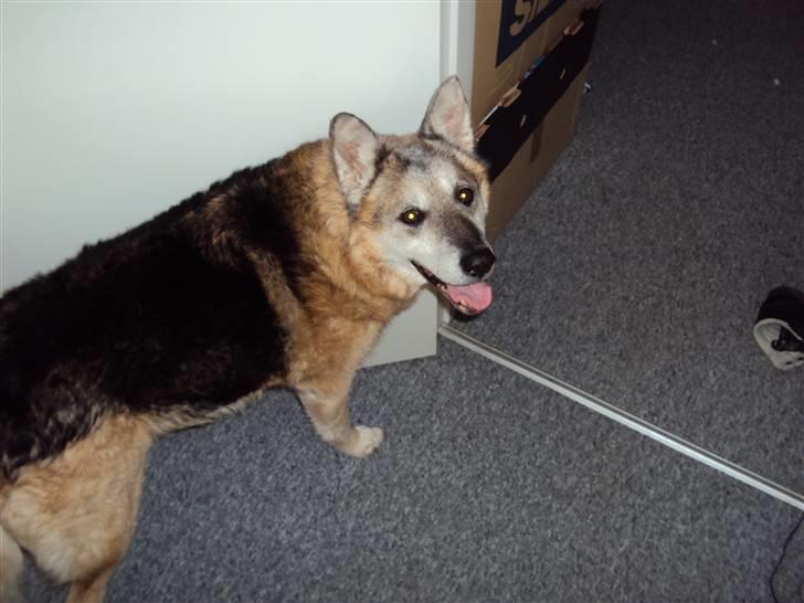 Schæferhund Mulle R.I.P billede 6