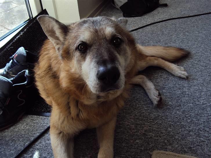 Schæferhund Mulle R.I.P billede 7