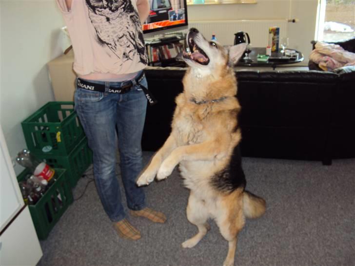 Schæferhund Mulle R.I.P billede 8