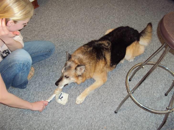 Schæferhund Mulle R.I.P billede 9