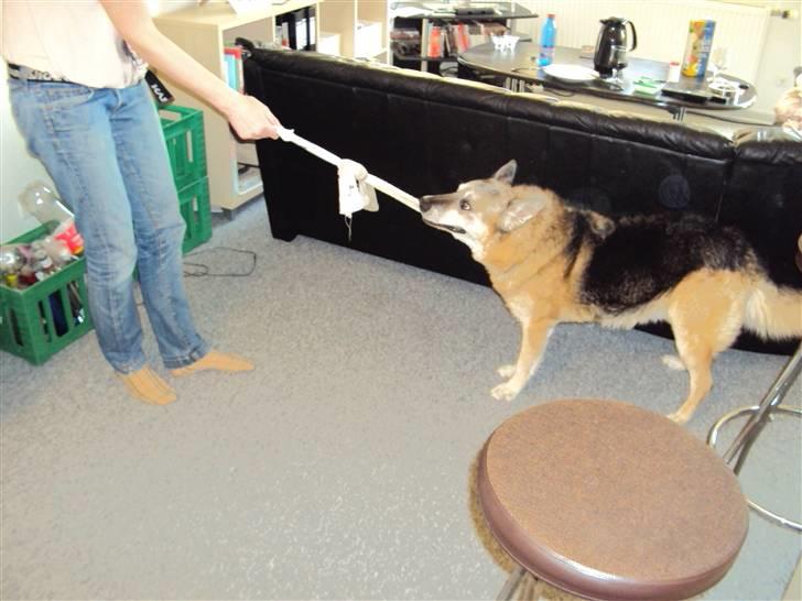 Schæferhund Mulle R.I.P billede 10