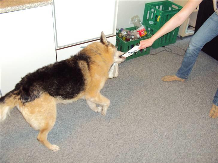 Schæferhund Mulle R.I.P billede 11