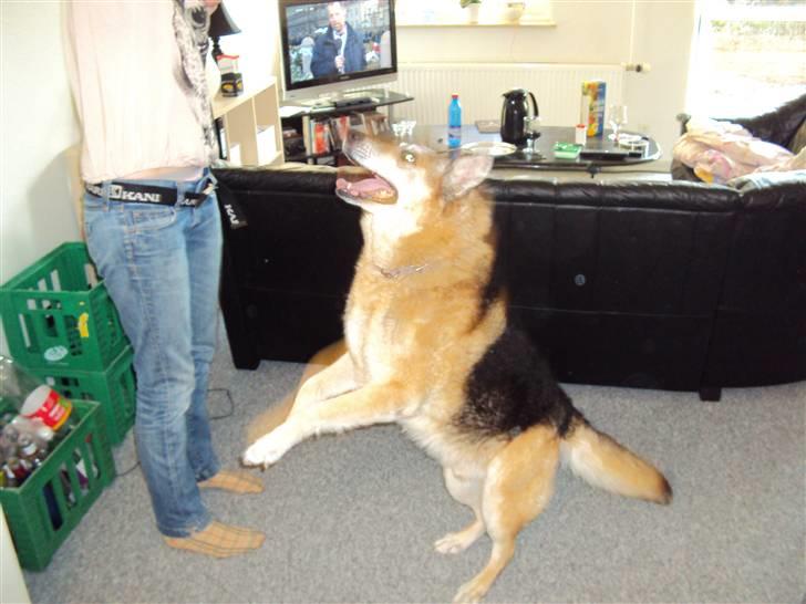 Schæferhund Mulle R.I.P billede 12